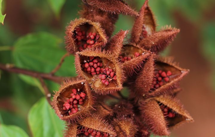 Urucum Danger : Arrêter de l&rsquo;utiliser de cette Manière !